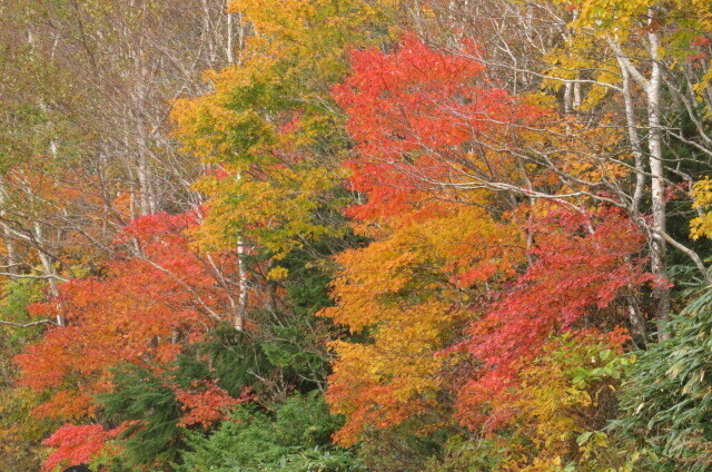IMG_3300.JPG
